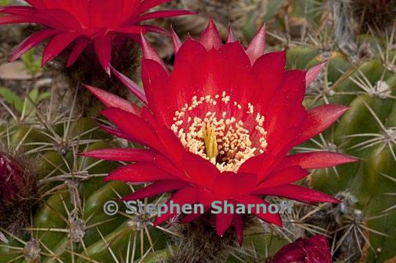 echinopsis korethroides 3 graphic